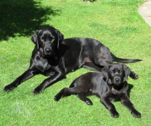 how to feed a labrador