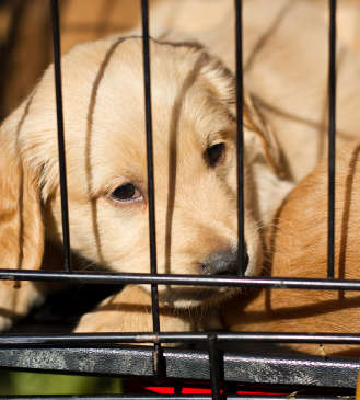 Crate Training Puppies on Crate Training Your Labrador Puppy