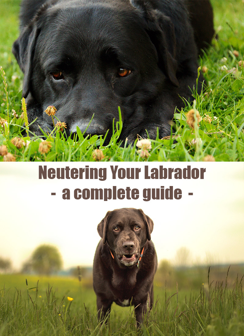 When is the best time to neuter a dog?