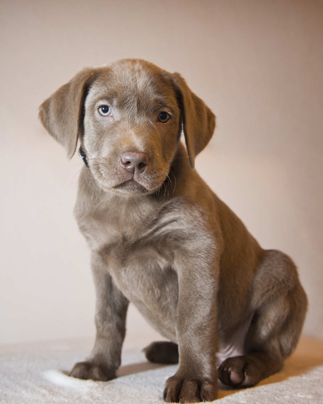 What are some traits of the silver Labrador?