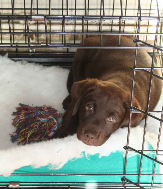 dog crate for labrador puppy