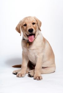 10 Tips for a Happy Labrador Puppy