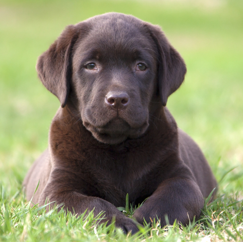 Help with potty training your Labrador puppy The Labrador Site