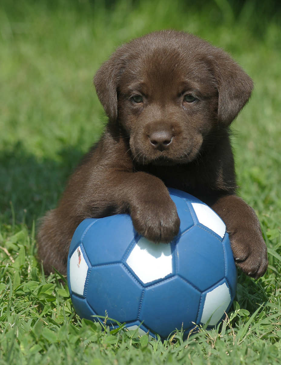 What are some facts on chocolate labs?