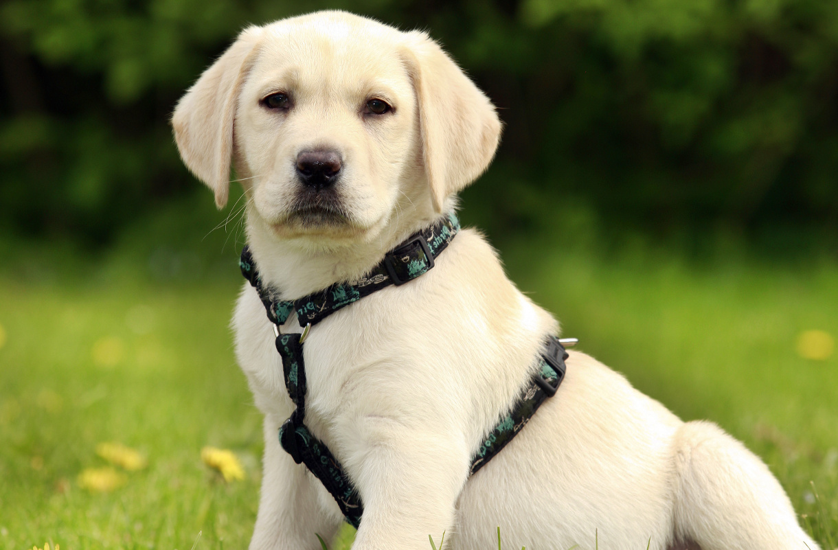Why your Labrador puppy needs a harness