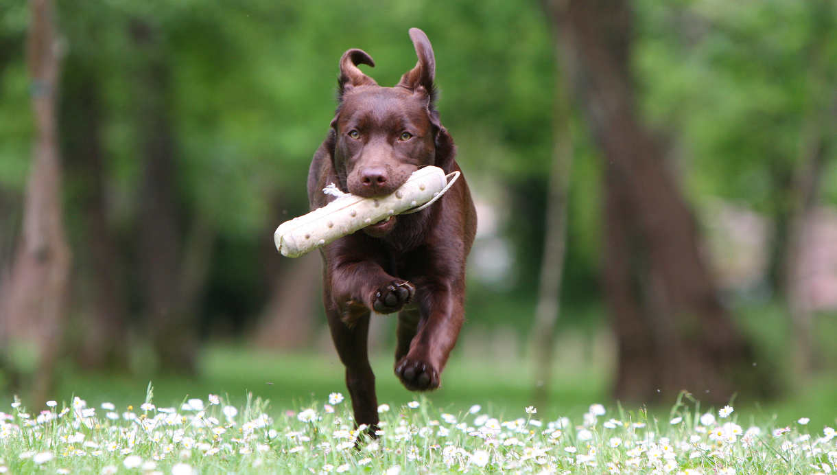 What are some facts on chocolate labs?