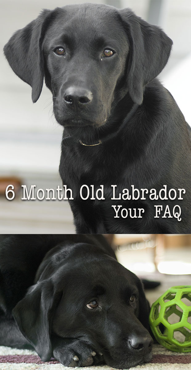 10 Month Old Labrador Weight Loss