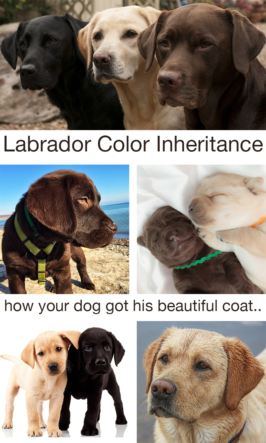 Labrador Retriever Color Chart