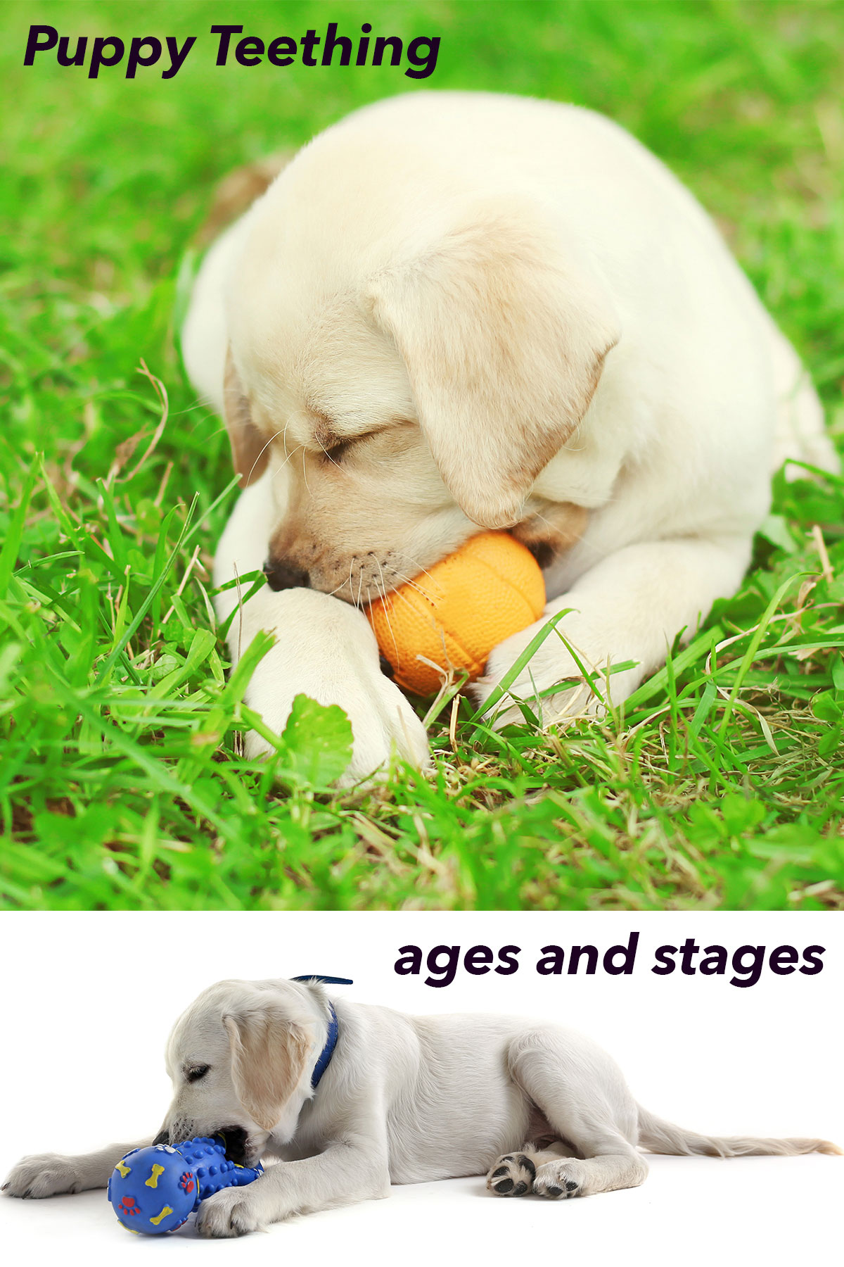 Teeth and Puppy Teething Ages and Stages