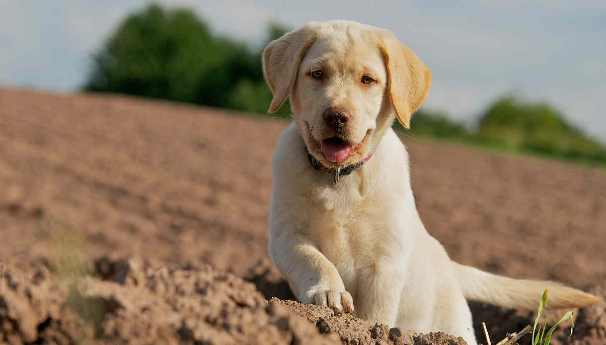 Dog and Puppy Training Guides - The Labrador Site