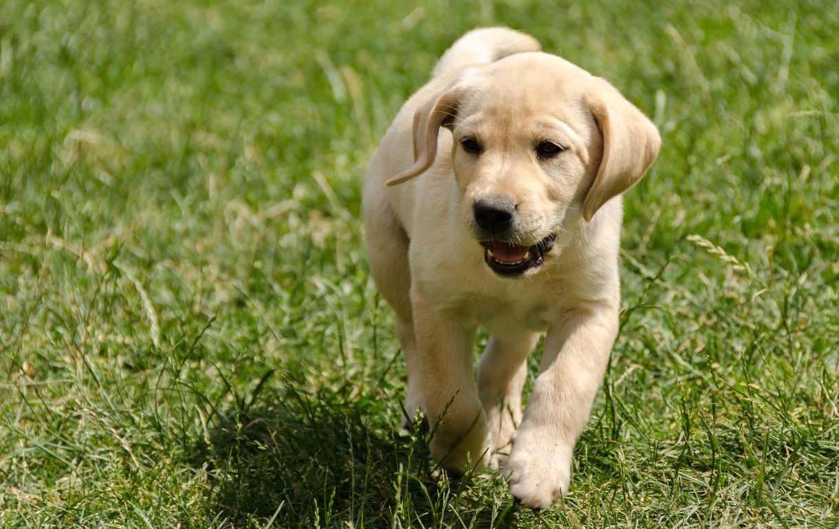 How To Train A Puppy Or Dog To Come - The Labrador Site