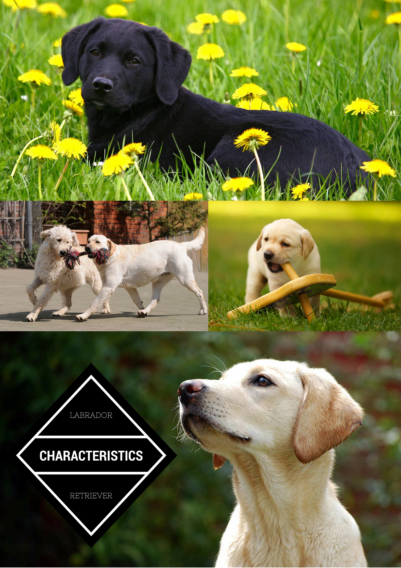 What are the characteristics of a small Labrador retriever?