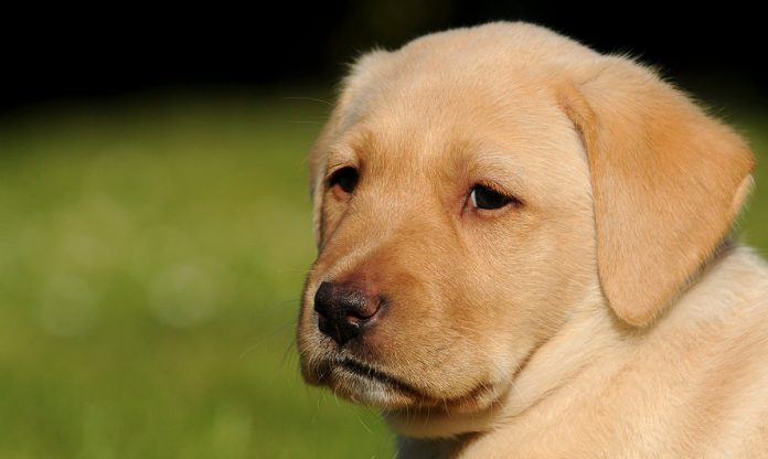 When Can Puppies Leave Their Mother The Labrador Site When Can Puppies Leave Their Mother The Labrador Site