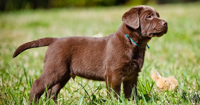 What is a fully grown miniature Lab?