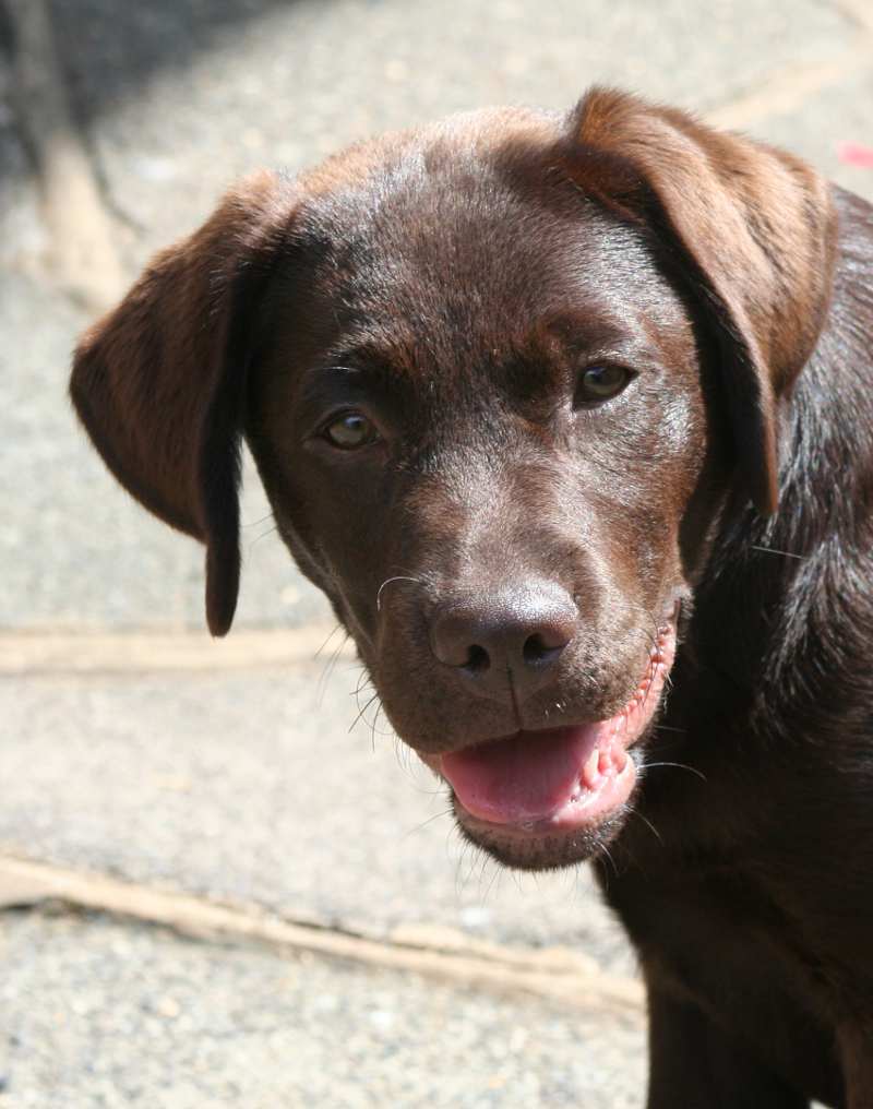 are-chocolate-labs-stupid - The Labrador Site