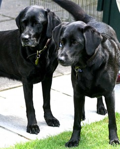 Labrador Hips FAQ