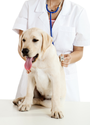 Labrador vet treatment