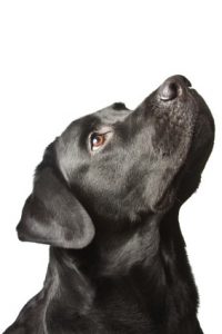 Black Labrador basic training