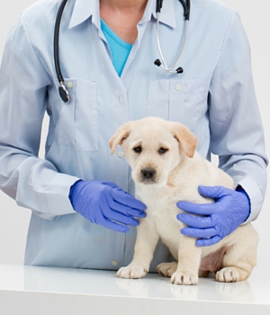 puppy vaccination