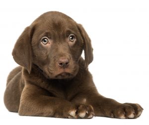 Finding the right puppy food for hungry puppies