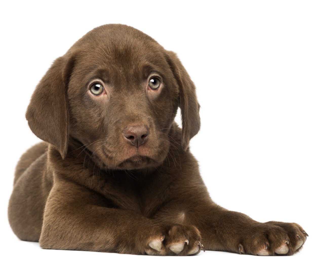 Labrador Puppy Food Chart India