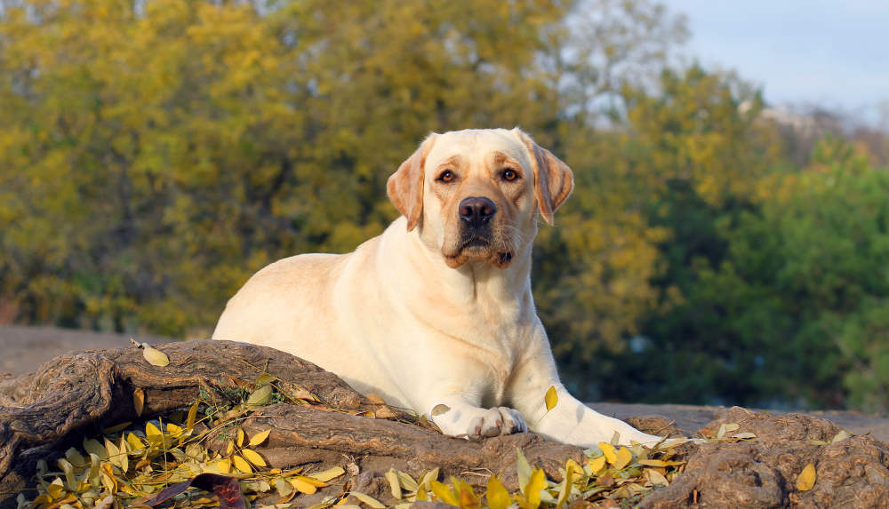 full blooded yellow lab