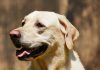 Yellow Labrador Retriever Characteristics