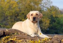 Yellow Labrador Retriever Characteristics