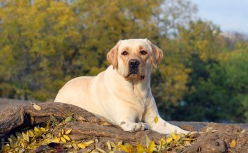 Yellow Labrador Retriever Characteristics