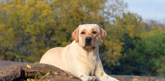 Yellow Labrador Retriever Characteristics