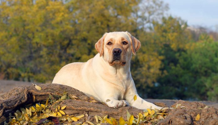 Yellow Labrador Retriever Characteristics