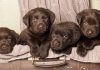 chocolate lab - your perfect companion