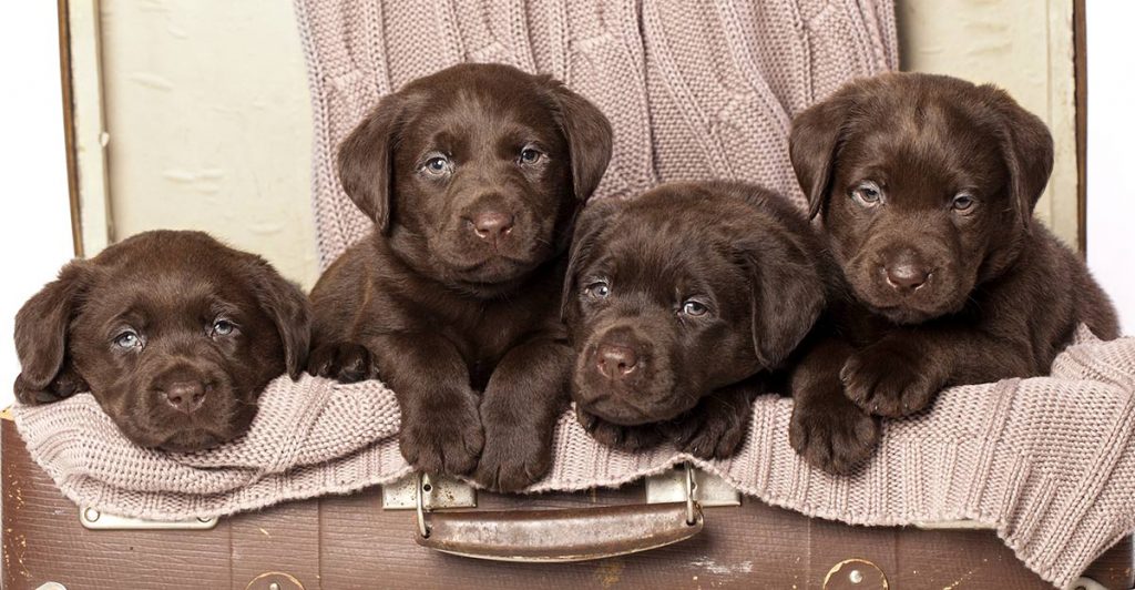 chocolate lab - your perfect companion