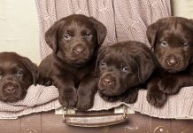chocolate lab - your perfect companion
