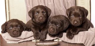 chocolate lab - your perfect companion