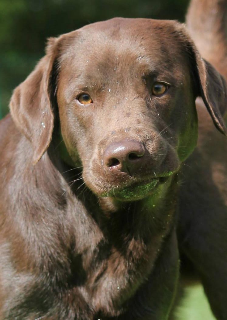 Adorable chocolate lab out in the sunshine