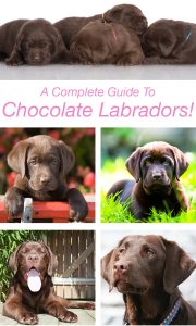 Chocolate Lab - Your Guide To The Chocolate Labrador Retriever