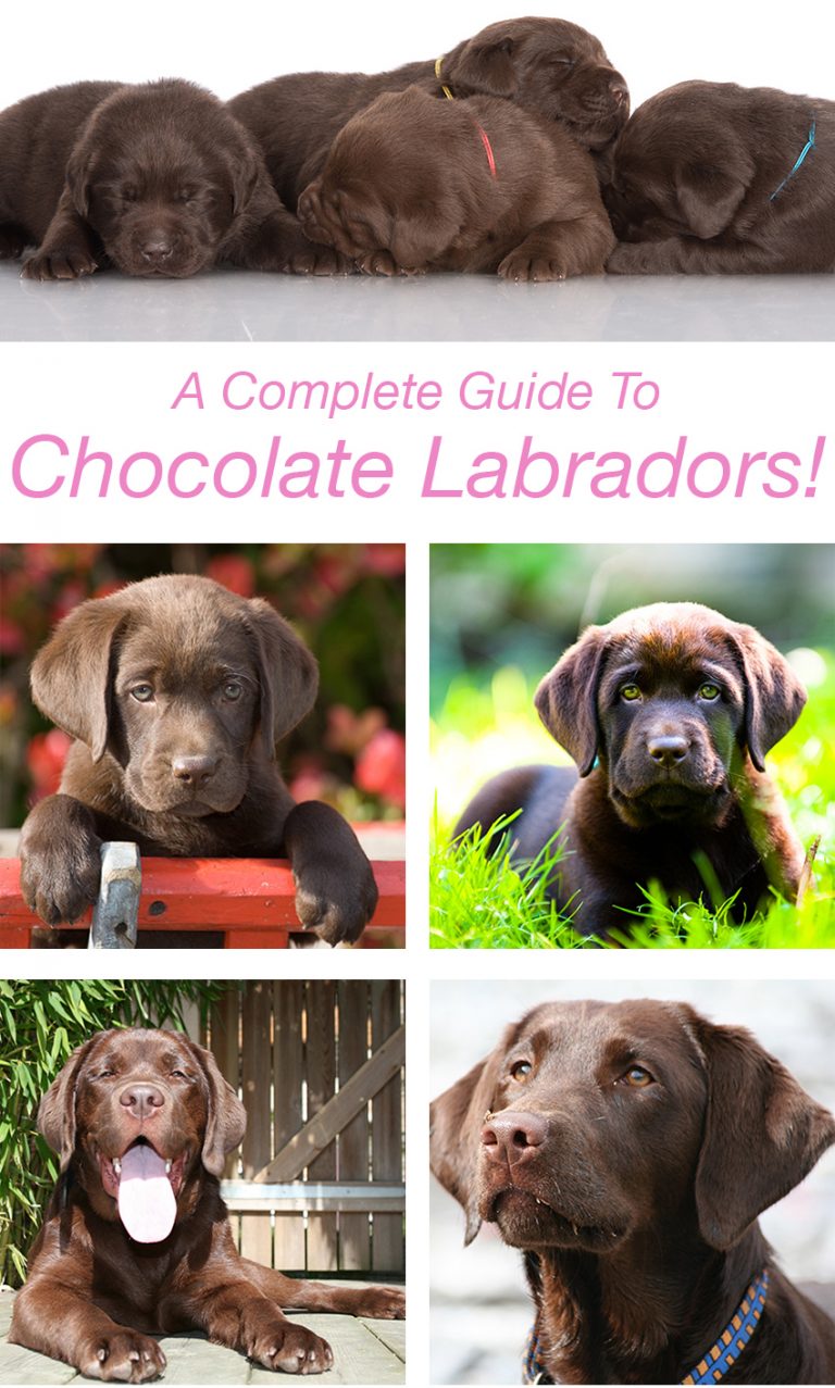 Chocolate Lab Your Guide To The Chocolate Labrador Retriever