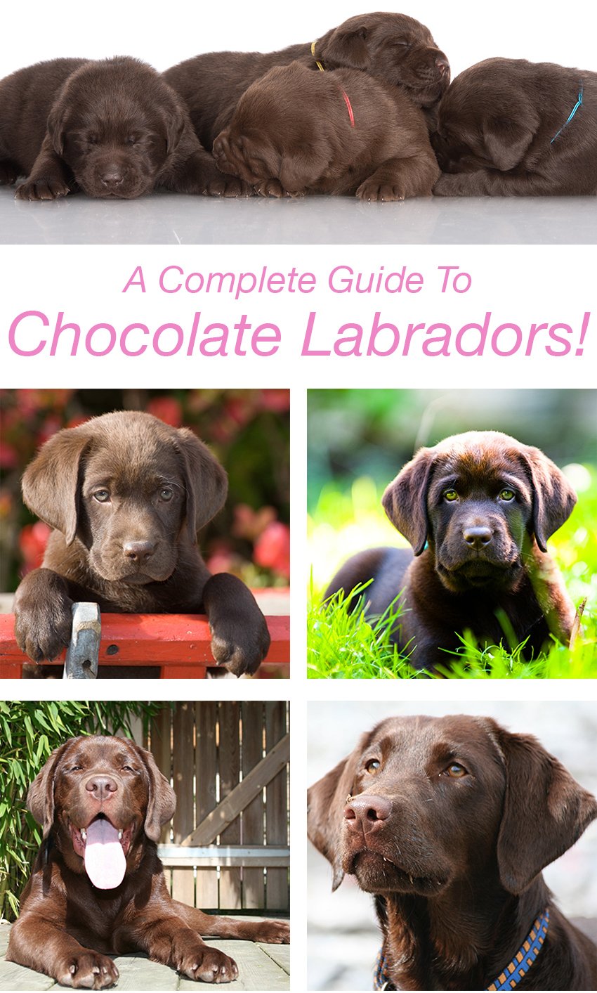 An adorable pile of chocolate Lab puppies - great article for anyone dreaming of a brown puppy