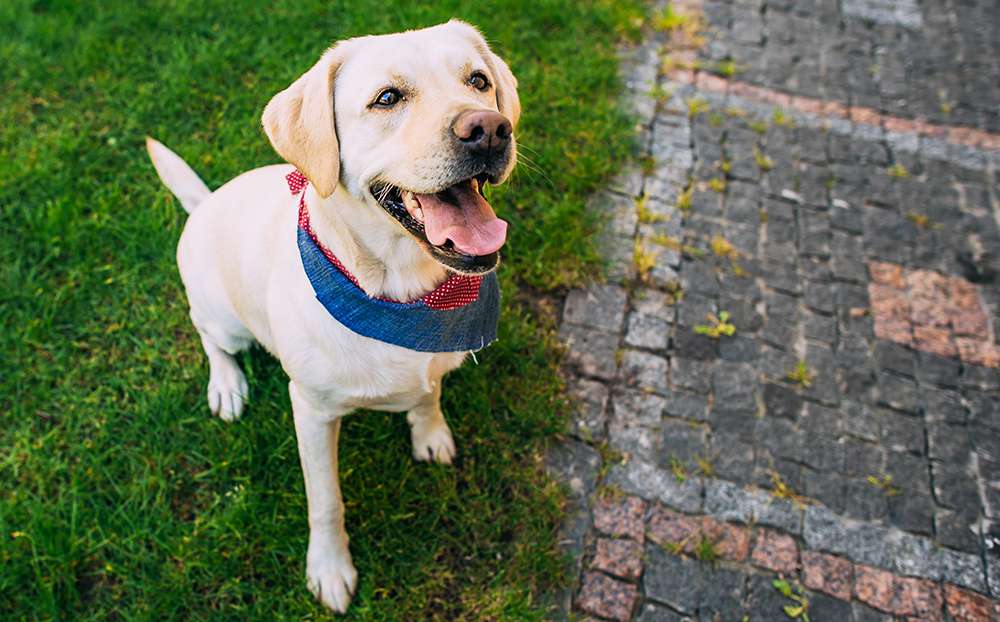 Clicker training with a dog