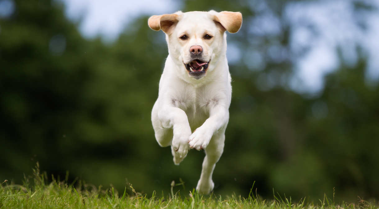 aggressive lab puppy