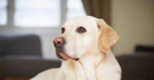 labradors infections