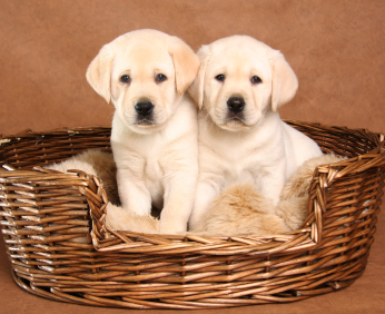 labrador retriever breeders good find puppies dogs lab breeder ask there but yellow revealing questions during some thelabradorsite two basket