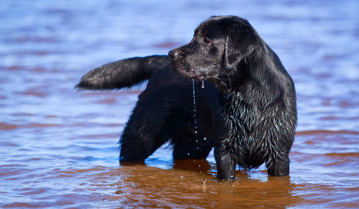 newfoundland dog and labrador