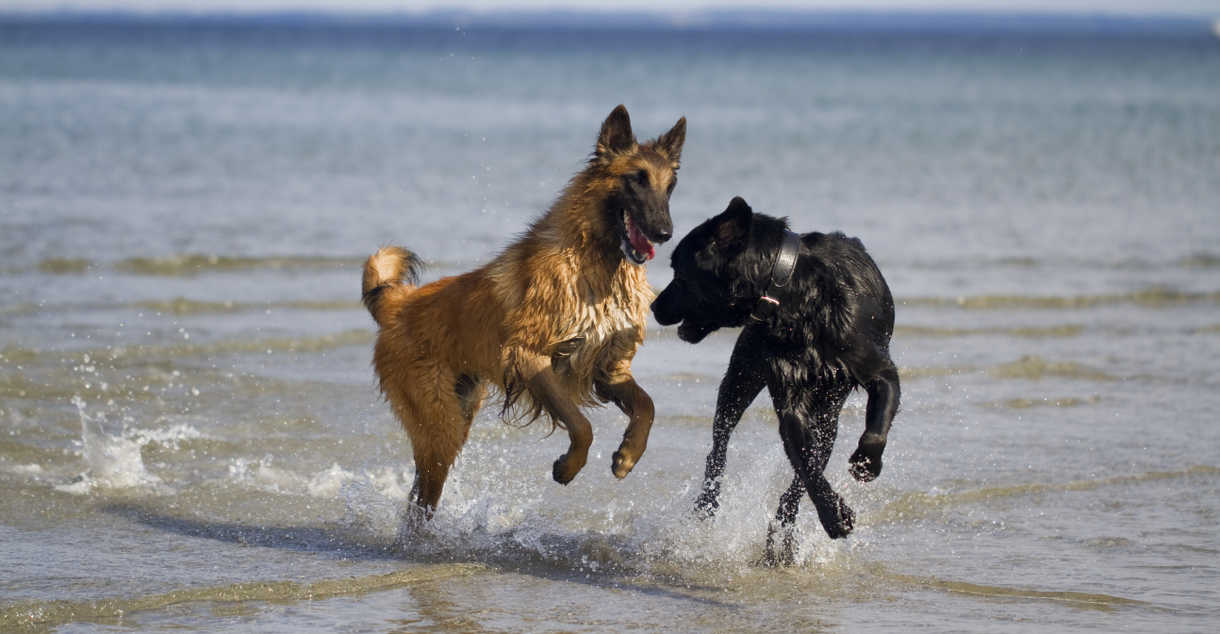 two dogs playing in the water