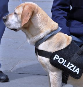 police dog