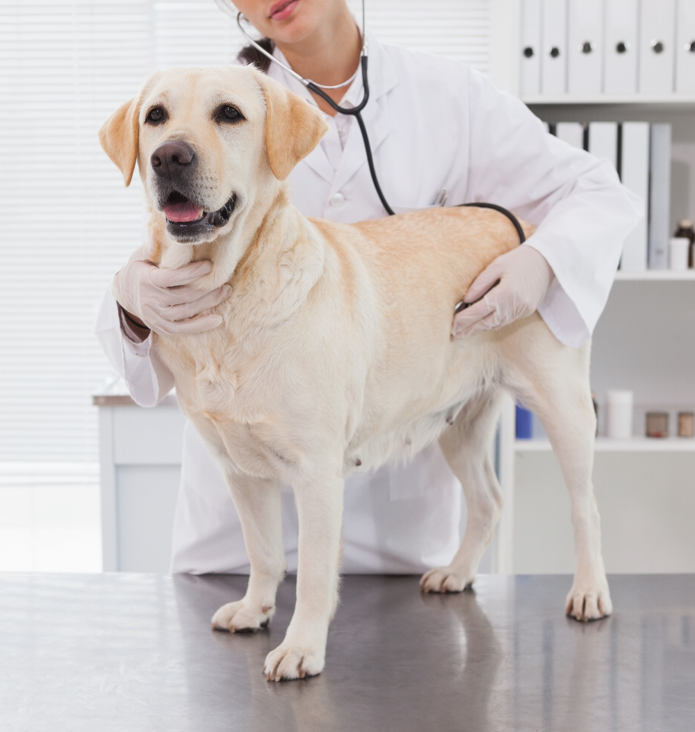 flea pill for dogs 3 months