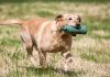 a working labrador retriever