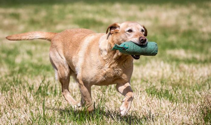 a working labrador retriever