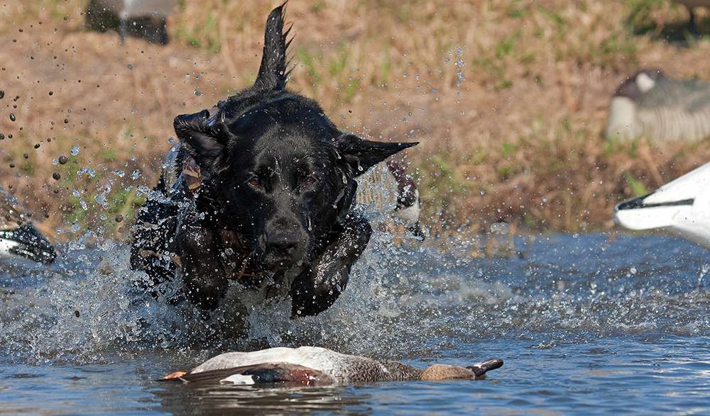 working retriever fetches a duck